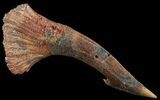 Cretaceous Sawfish (Onchopristis) Rostral Barb #64495-1